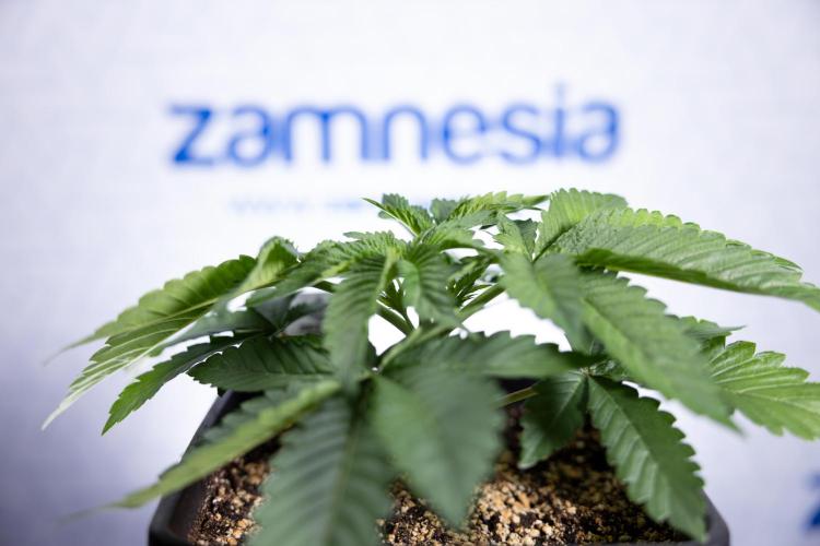 Nectar Drip 2 - Zamnesia x Tical x B&B. Week 4 - Nectar Drip 2 - Topping - Week 4