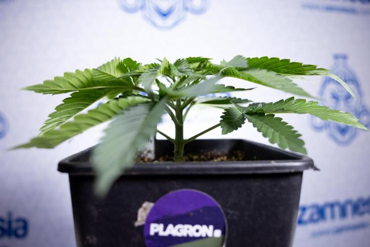 Nectar Drip 2 - Zamnesia x Tical x B&B. Week 4 - Nectar Drip 2 - Topping - Week 4