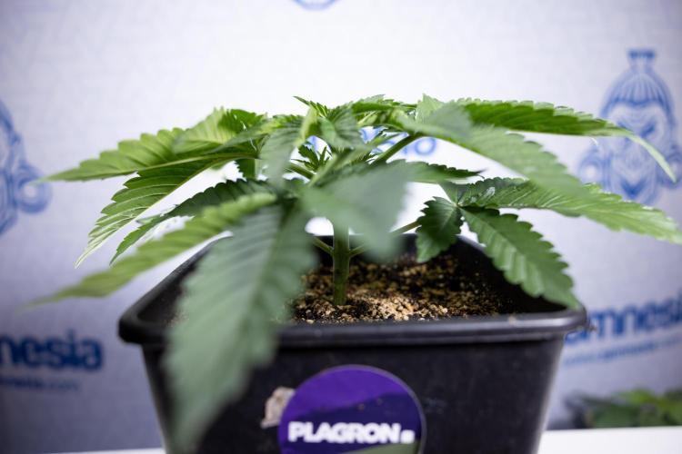 Nectar Drip 2 - Zamnesia x Tical x B&B. Week 4 - Nectar Drip 2 - Topping - Week 4