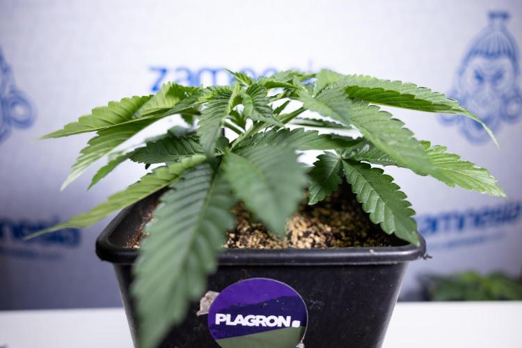 Nectar Drip 2 - Zamnesia x Tical x B&B. Week 4 - Nectar Drip 2 - Topping - Week 4