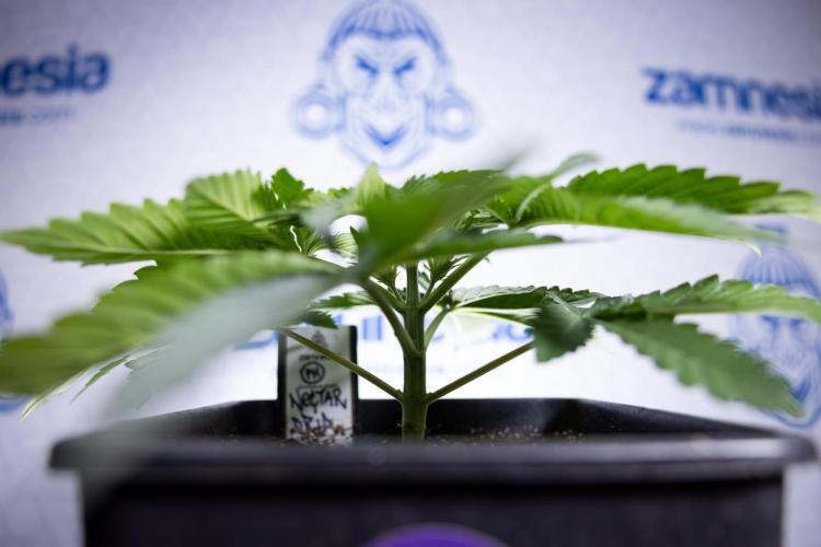 Nectar Drip 2 - Zamnesia x Tical x B&B. Week 4 - Nectar Drip 2 - Topping - Week 4