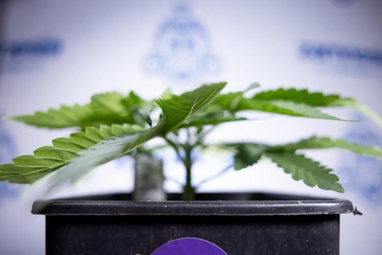 Nectar Drip 2 - Zamnesia x Tical x B&B. Week 4 - Nectar Drip 2 - Topping - Week 4