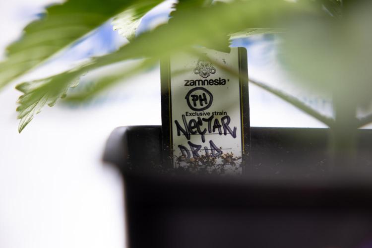 Nectar Drip 2 - Zamnesia x Tical x B&B. Week 4 - Nectar Drip 2 - Topping - Week 4