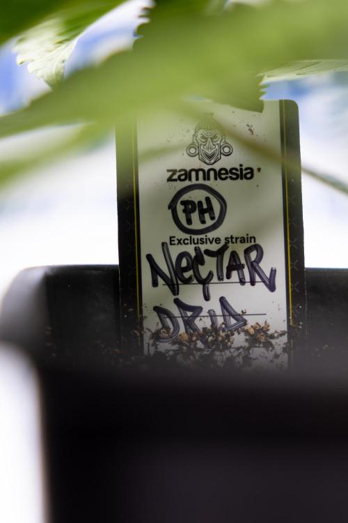 Nectar Drip 2 - Zamnesia x Tical x B&B. Week 4 - Nectar Drip 2 - Topping - Week 4