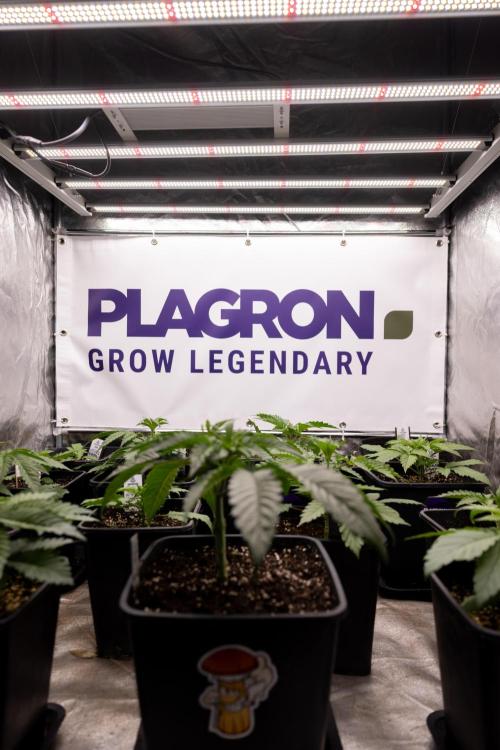 Nectar Drip 2 - Zamnesia x Tical x B&B. Week 4 - Zamnesia x Plagron Photoperiodic Squad