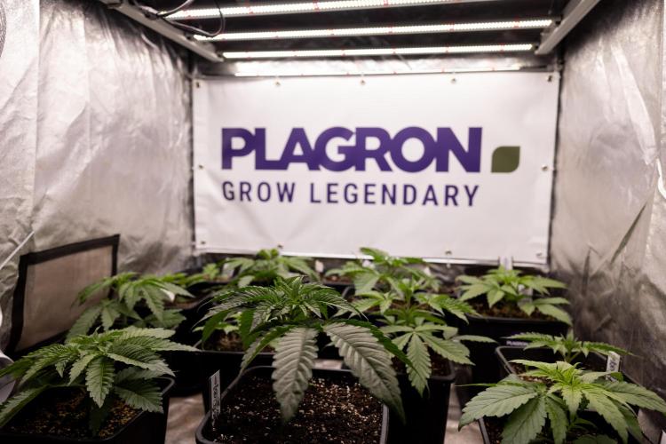 Nectar Drip 2 - Zamnesia x Tical x B&B. Week 4 - Zamnesia x Plagron Photoperiodic Squad