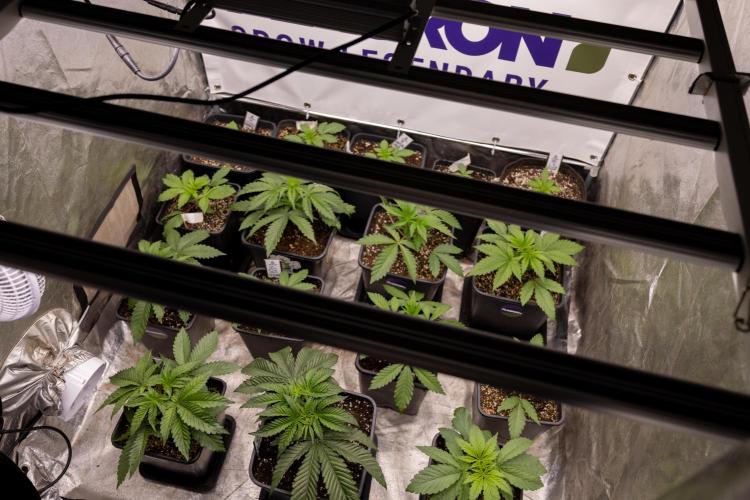 Nectar Drip 2 - Zamnesia x Tical x B&B. Week 4 - Zamnesia x Plagron Photoperiodic Squad