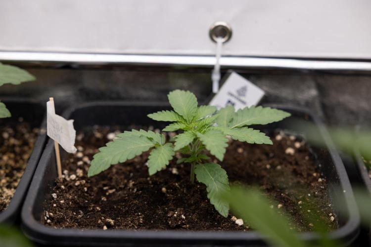 Nectar Drip 3 - Zamnesia x Tical x B&B. Week 2 - Nectar Drip 3 - Week 2