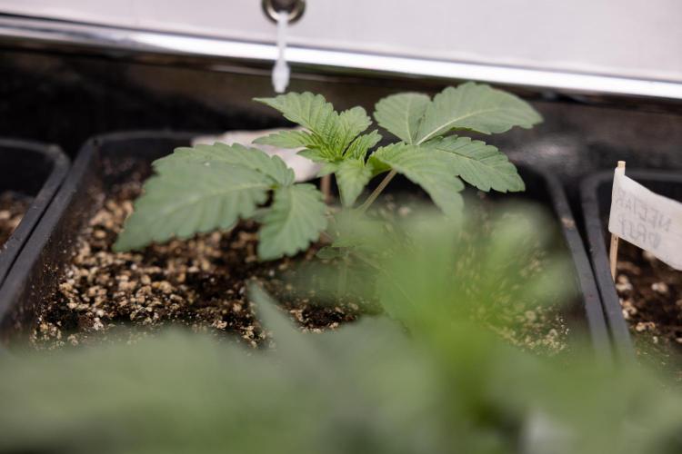 Nectar Drip 3 - Zamnesia x Tical x B&B. Week 2 - Nectar Drip 3 - Week 2