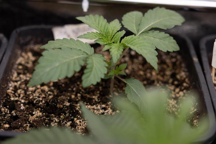 Nectar Drip 3 - Zamnesia x Tical x B&B. Week 2 - Nectar Drip 3 - Week 2