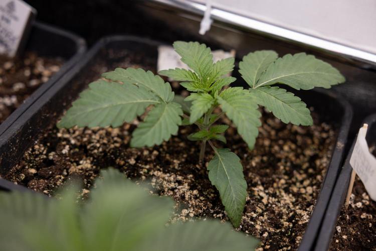 Nectar Drip 3 - Zamnesia x Tical x B&B. Week 2 - Nectar Drip 3 - Week 2