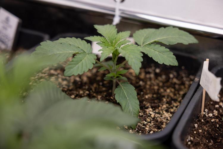 Nectar Drip 3 - Zamnesia x Tical x B&B. Week 2 - Nectar Drip 3 - Week 2