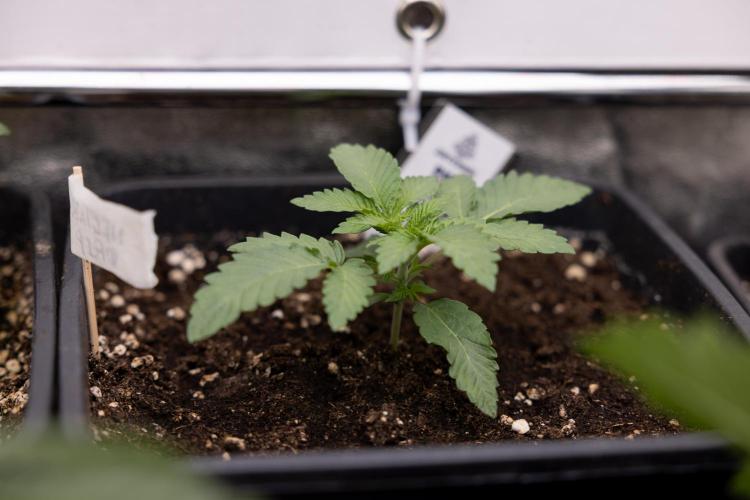 Nectar Drip 3 - Zamnesia x Tical x B&B. Week 2 - Nectar Drip 3 - Week 2