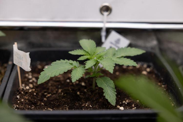 Nectar Drip 3 - Zamnesia x Tical x B&B. Week 2 - Nectar Drip 3 - Week 2