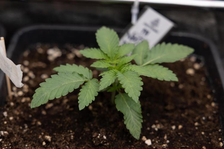 Nectar Drip 3 - Zamnesia x Tical x B&B. Week 2 - Nectar Drip 3 - Week 2