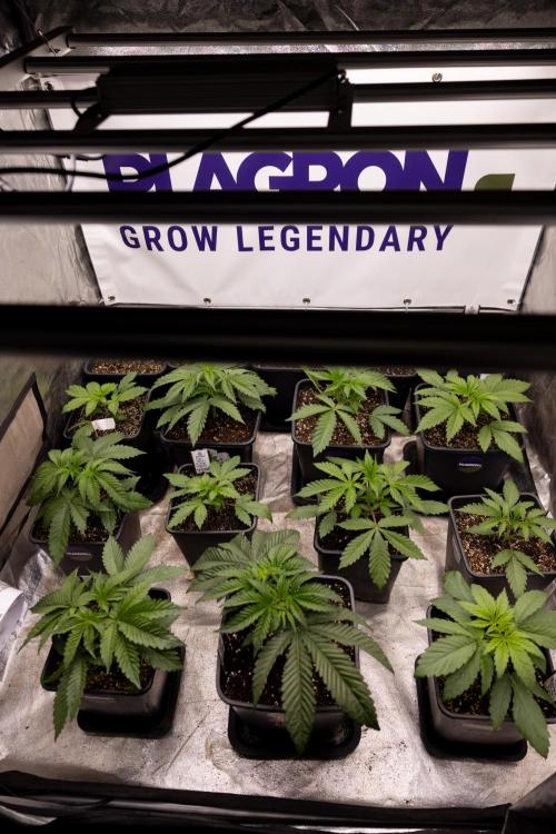 Nectar Drip 3 - Zamnesia x Tical x B&B. Week 2 - Zamnesia x Plagron Photoperiodic Squad 