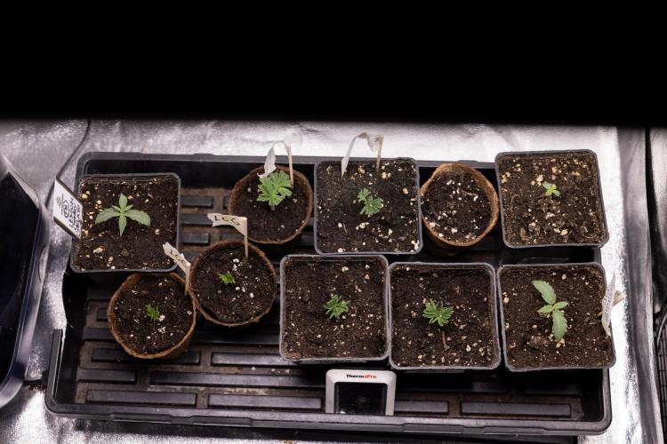 Nectar Drip 3 - Zamnesia x Tical x B&B. Week 2 - Nursery