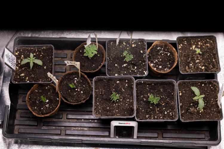 Nectar Drip 3 - Zamnesia x Tical x B&B. Week 2 - Nursery