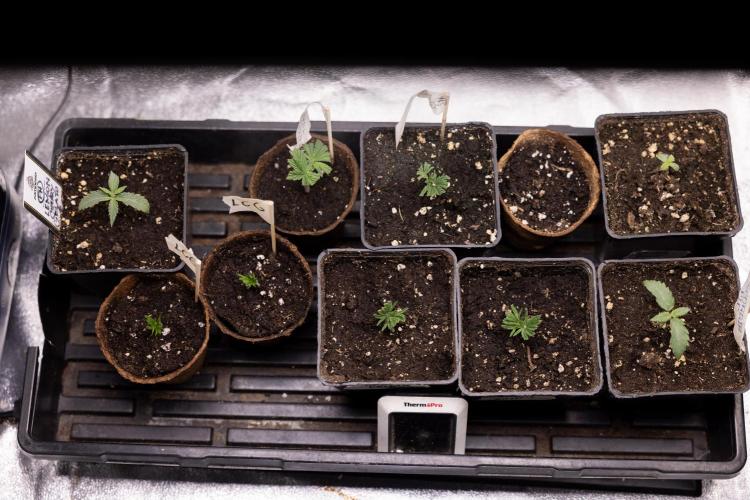 Nectar Drip 3 - Zamnesia x Tical x B&B. Week 2 - Nursery