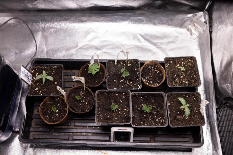 Nectar Drip 3 - Zamnesia x Tical x B&B. Week 2 - Nursery