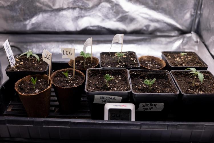 Nectar Drip 3 - Zamnesia x Tical x B&B. Week 2 - Nursery