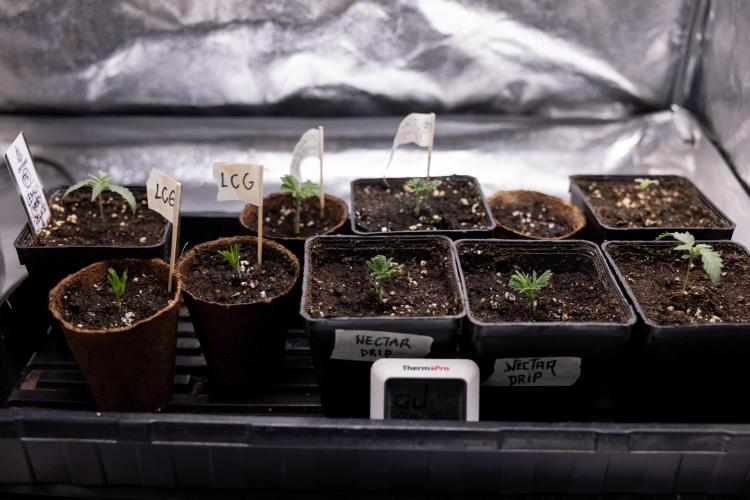 Nectar Drip 3 - Zamnesia x Tical x B&B. Week 2 - Nursery