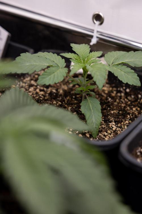 Nectar Drip 4 - Zamnesia x Tical x B&B. Week 2 - Nectar Drip 4 - Week 2