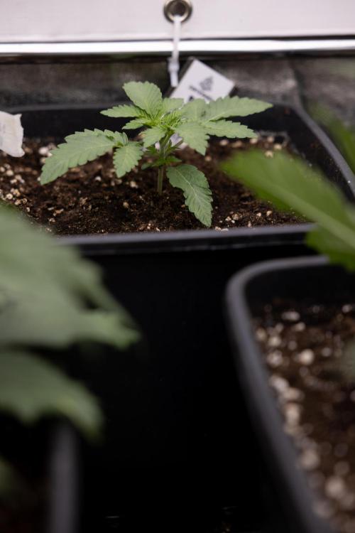 Nectar Drip 4 - Zamnesia x Tical x B&B. Week 2 - Nectar Drip 4 - Week 2