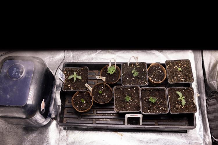 Nectar Drip 4 - Zamnesia x Tical x B&B. Week 2 - Z - Nursery