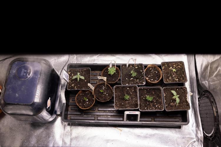 Nectar Drip 4 - Zamnesia x Tical x B&B. Week 2 - Z - Nursery