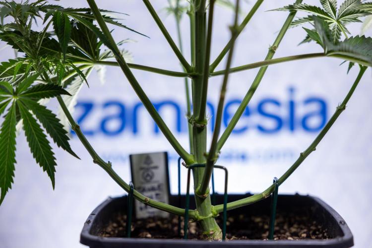 Tangerine Dream  Auto - Zamnesia x B&B. Week 5 - Tangerine Dream Automatic - Bloom 