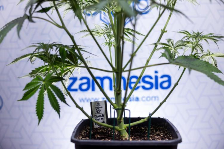 Tangerine Dream  Auto - Zamnesia x B&B. Week 5 - Tangerine Dream Automatic - Bloom 