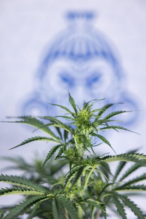 Tangerine Dream  Auto - Zamnesia x B&B. Week 5 - Tangerine Dream Automatic - Bloom 