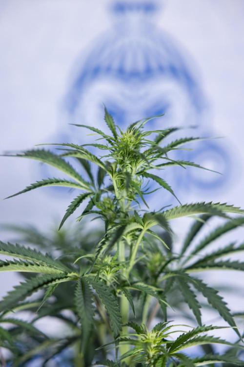 Tangerine Dream  Auto - Zamnesia x B&B. Week 5 - Tangerine Dream Automatic - Bloom 