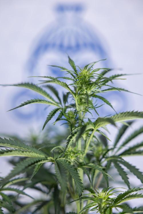 Tangerine Dream  Auto - Zamnesia x B&B. Week 5 - Tangerine Dream Automatic - Bloom 