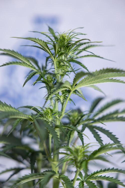 Tangerine Dream  Auto - Zamnesia x B&B. Week 5 - Tangerine Dream Automatic - Bloom 