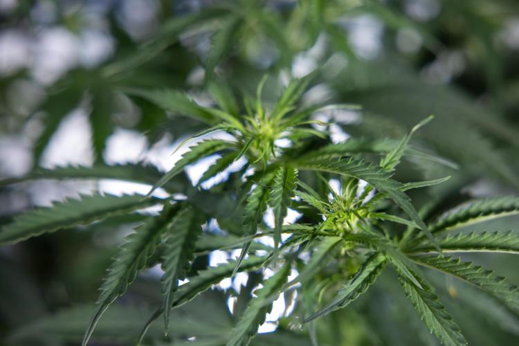 Tangerine Dream  Auto - Zamnesia x B&B. Week 5 - Tangerine Dream Automatic - Bloom 