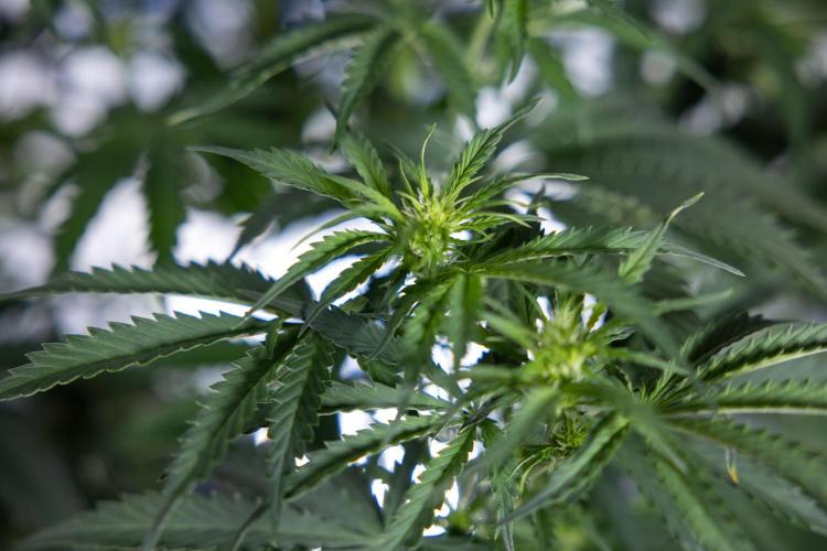 Tangerine Dream  Auto - Zamnesia x B&B. Week 5 - Tangerine Dream Automatic - Bloom 