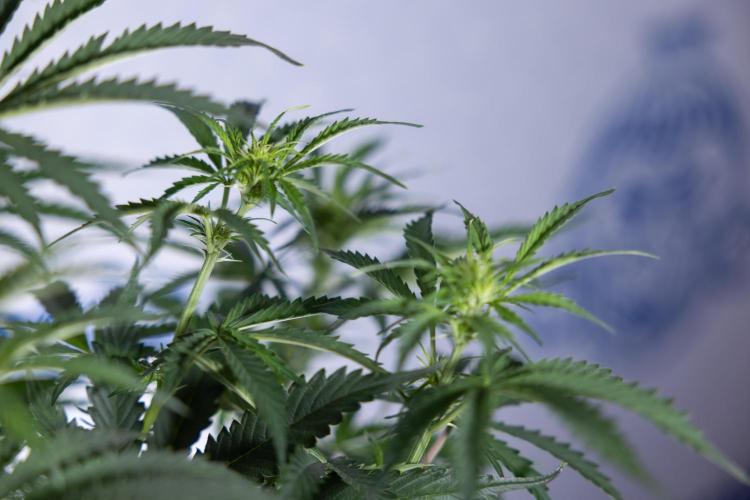 Tangerine Dream  Auto - Zamnesia x B&B. Week 5 - Tangerine Dream Automatic - Bloom 