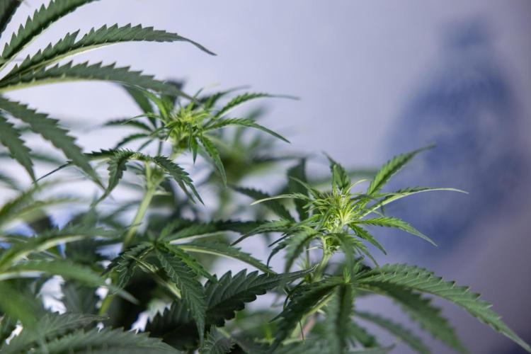 Tangerine Dream  Auto - Zamnesia x B&B. Week 5 - Tangerine Dream Automatic - Bloom 