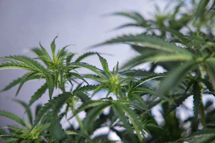 Tangerine Dream  Auto - Zamnesia x B&B. Week 5 - Tangerine Dream Automatic - Bloom 