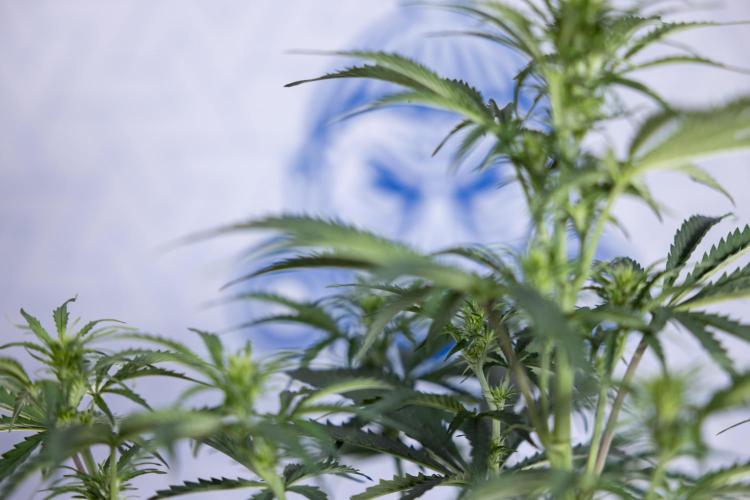 Tangerine Dream  Auto - Zamnesia x B&B. Week 5 - Tangerine Dream Automatic - Bloom 