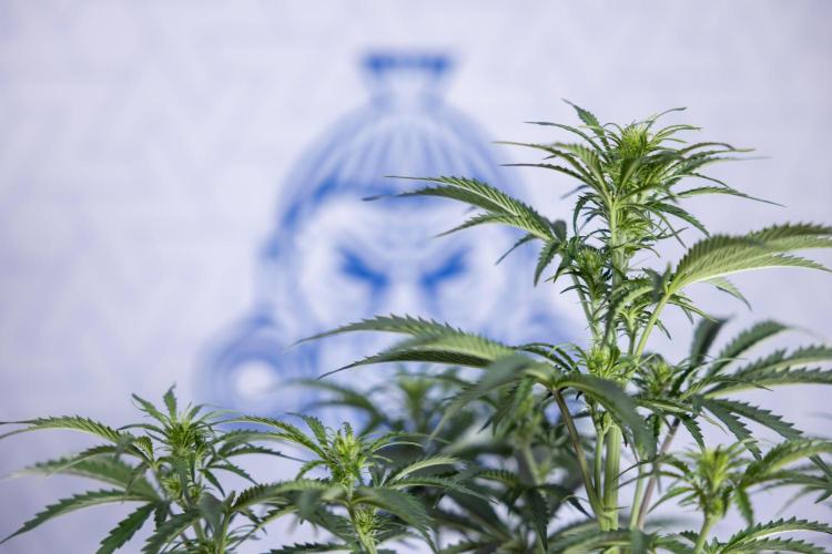 Tangerine Dream  Auto - Zamnesia x B&B. Week 5 - Tangerine Dream Automatic - Bloom 