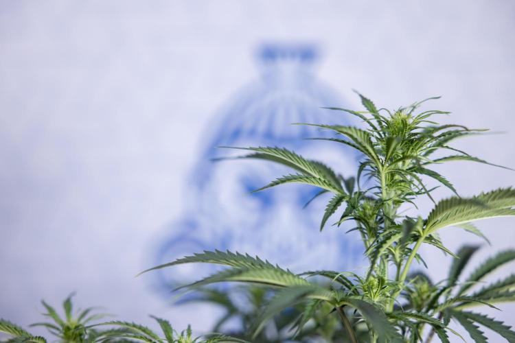 Tangerine Dream  Auto - Zamnesia x B&B. Week 5 - Tangerine Dream Automatic - Bloom 