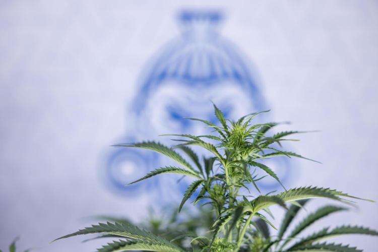 Tangerine Dream  Auto - Zamnesia x B&B. Week 5 - Tangerine Dream Automatic - Bloom 