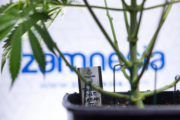 Tangerine Dream  Auto - Zamnesia x B&B. Week 5 - Tangerine Dream Automatic - Bloom 