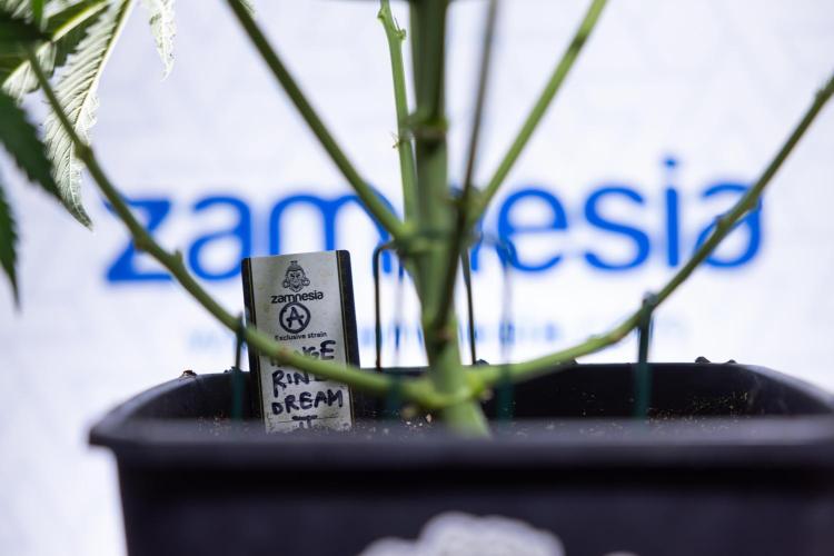 Tangerine Dream  Auto - Zamnesia x B&B. Week 5 - Tangerine Dream Automatic - Bloom 