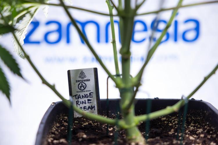 Tangerine Dream  Auto - Zamnesia x B&B. Week 5 - Tangerine Dream Automatic - Bloom 