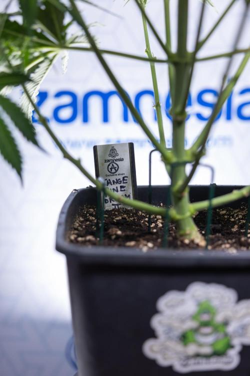 Tangerine Dream  Auto - Zamnesia x B&B. Week 5 - Tangerine Dream Automatic - Bloom 