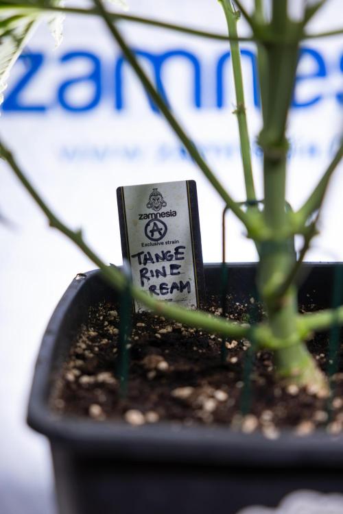 Tangerine Dream  Auto - Zamnesia x B&B. Week 5 - Tangerine Dream Automatic - Bloom 